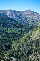 Panoramic view on pine forest on hiking trail to peak Torrecilla, Sierra de las Nieves national park, Andalusia, Spain