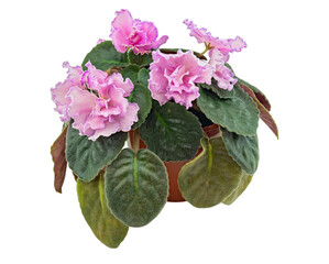 Uzambarian Hybrid Violet (Russian), Decorated with Pale Pink Flowers. Isolated On White Background