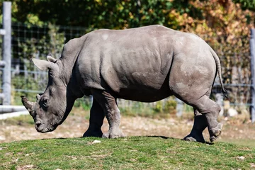 Foto op Plexiglas White rhinoceros. Mammal and mammals. Land world and fauna. Wildlife and zoology. © Gyongyi