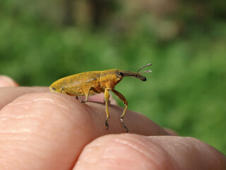Elongated bean weevil (Lixus pulverulentus) beetle sitting on human fingers