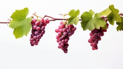 Rich Harvest: Cluster of Juicy Red Grapes Ripening on a Vibrant Grapevine