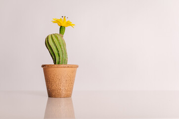 artificial cactus flower in a beautiful beige pot on a light background