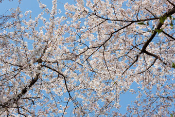 見上げた桜の枝