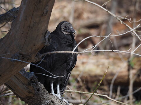 black vulture (Coragyps atratus) perched on a branch