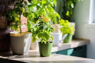 Vegetable urban home garden in the apartment, on the terrace or balcony. Ripe orange tomatoes...