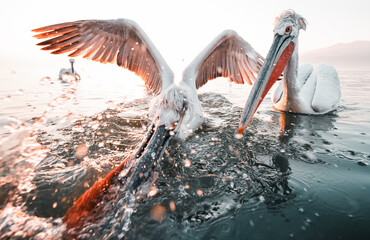 pelicans diving down the water for fishing