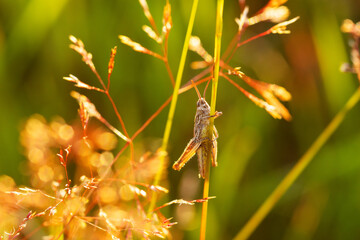 A small grasshopper stopping on a plant straw on a summery dry meadow in Estonia, Northern Europe	