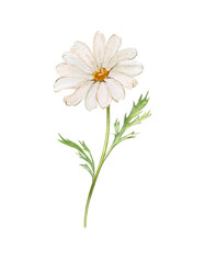Chamomile flower with stem and leaves. Hand drawn watercolor botanical illustration. Medicinal plant, white flower bud. Design and packaging, print.