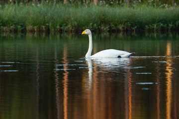 Obraz premium Closeup of a lonely Whooper swan swimming on a calm lake on a summer morning near Kuusamo, Northern Finland 