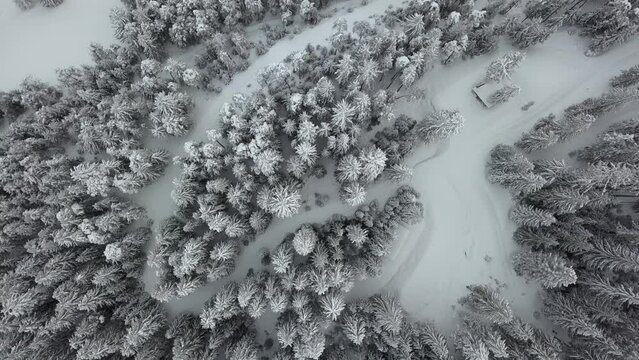 Foresta innevata, inverno, drone