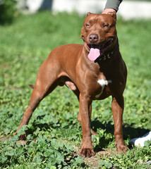 un poderoso perro de raza pitbull en un parque