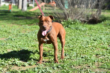 un poderoso perro de raza pitbull