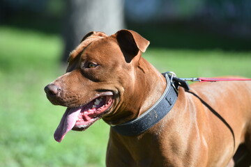 un poderoso perro de raza pitbull