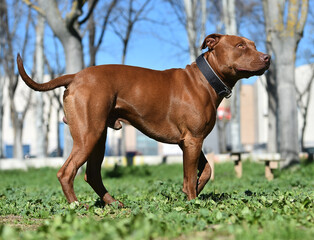 un poderoso perro de raza pitbull