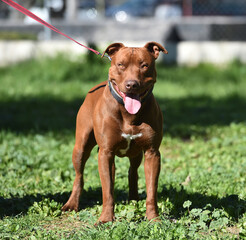 un poderoso perro de raza pitbull