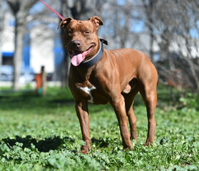 un poderoso perro de raza pitbull