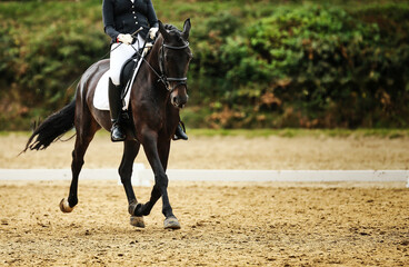 Horse dressage horse, close-up in testing at a tournament.