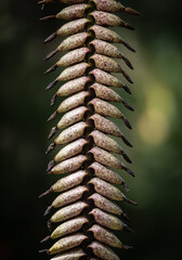 seeds of Vriesea plant in garden on Tenerife.