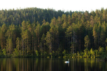 Lonely Whooper swan swimming on a calm lake on a summer morning near Kuusamo, Northern Finland
