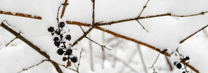 Panorama of  a cluster of frozen berries on bare branches in the winter.