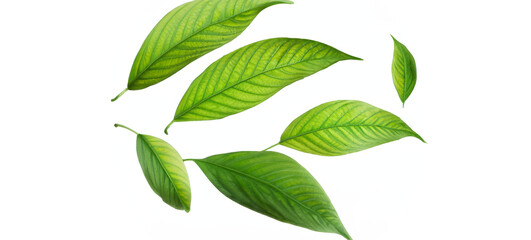 Green Detailed Fresh Healthy Leaves Isolated