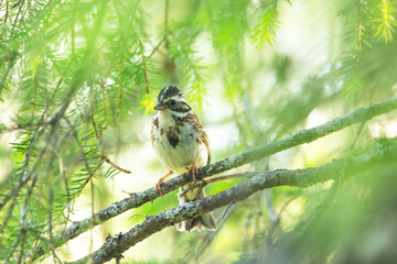 Female Rustic bunting perched on a summer day near Kuusamo, Northern Finland	