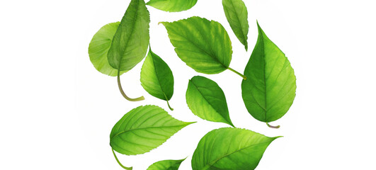 Fototapeta na wymiar Green Detailed Fresh Healthy Leaves Isolated
