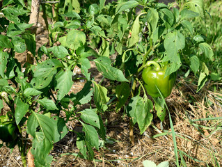 red bell pepper affected by disease, close-up