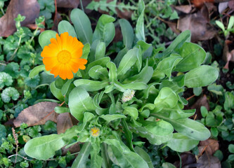 late autumn, calendula blooms before frost, close-up