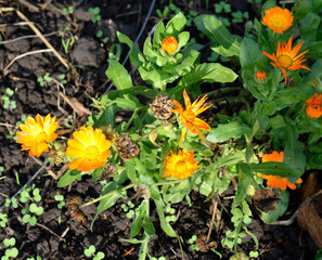 late autumn, calendula blooms before frost, close-up