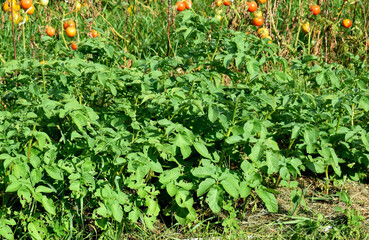 young potato bushes against the background of ripe tomatoes, second harvest, close-up