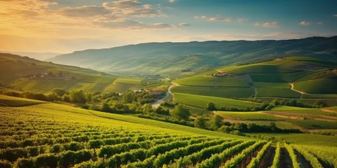 Deurstickers Beautiful landscape of Vineyards in European region in summer season comeliness © Summit Art Creations