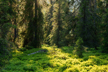 A sunny summer evening in a primeval forest in Riisitunturi National Park, Northern Finland