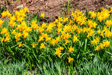 Daffodil flowers in a garden. Beautiful narcissus on flowerbed