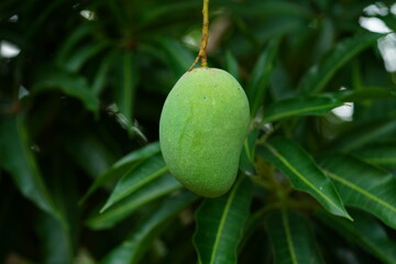 Green mango fruit hanging from a tree. (Mangifera indica, family Anacardiaceae). It grows on a giant fruit tree and is here edible and sweet even when green. Solimoes, Para state, Brazil.