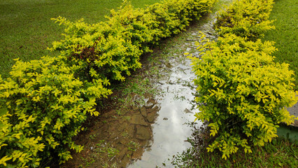cloudy cloud rain water stone rock vegetable flower leaf plant grass texture puddle path trail...