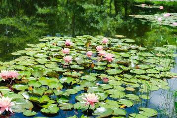 American water lilies in their natural environment. Pond with flowering water lilies.