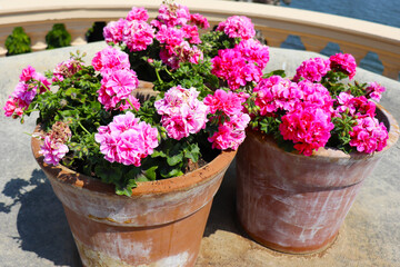 Fototapeta na wymiar flowers in ceramic pots on the city streets
