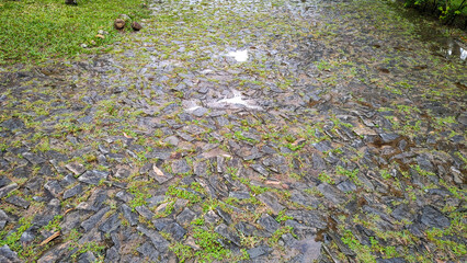 cloudy cloud rain water stone rock vegetable flower leaf plant grass texture puddle path trail ladder walk garden sconce bush bush forest tree valley mountain hill forest nature ivy trash can landscap