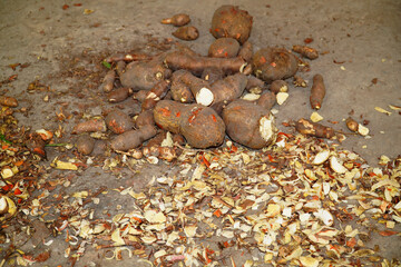 Tubers of manioc (Manihot esculenta) before being processed into farofa, a widely consumed food in Brazil. They will be peeled, grated into a rough powder and then roasted. Solimoes, Para, Brazil.