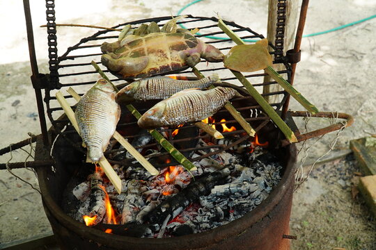 Old grill with glowing charcoal. Barbecue of animals that died during an extreme algae bloom at Rio Tapajos river. Amazon river turtle (Podocnemis unifilis) and fish serve as lunch. Solimoes, Brazil  