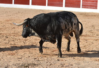 toro tipico español con grandes cuernos