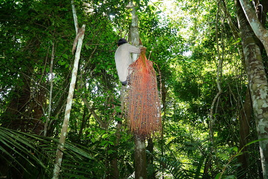 Unidentifiable Brazilian native climbs a tall Oenocarpus palm tree in the Amazon rainforest to harvest whole cones of Oenocarpus Bacaba fruit. They are processed into a healthy juice.
