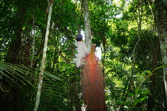 Unidentifiable Brazilian native climbs a tall Oenocarpus palm tree in the Amazon rainforest to harvest whole cones of Oenocarpus Bacaba fruit. They are processed into a healthy juice.