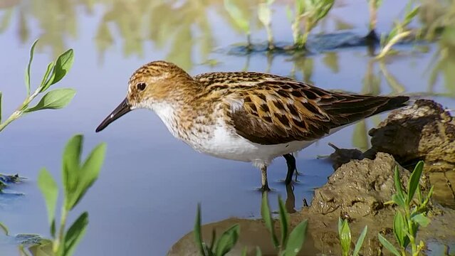 Migratory Little Stint (Calidris minuta) feeding on an artesian pond in the Betpak Dala desert, Kazakhstan