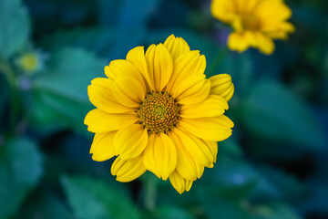 Closeup photo of a yellow heliopsis flower against a dark green background