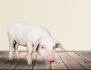 Cute ping Domestic pig on background