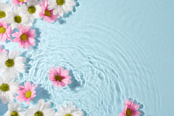 Spring's symphony: ripples and blossoms in harmony. Top view shot of chrysanthemums floating on water with serene ripple effect on light blue background, offering space for tranquil reflections