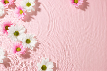 Spring's awakening: the dance of petals and sunshine. Top view photo of white and pink chrysanthemums cast over rippled water texture on pink background, perfect for seasonal advertising