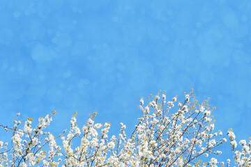 blooming branches white blossoms, against backdrop of blue sky, concept spring season, Spring...